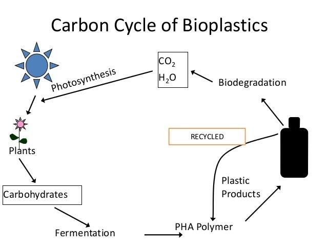 Polyhydroxyalkanoates bioplastics by microorganisms Polyhydroxyalkanoates And Polyhydroxybu