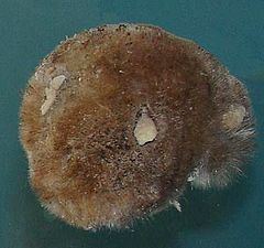 Polymastia (sponge) httpsuploadwikimediaorgwikipediacommonsthu