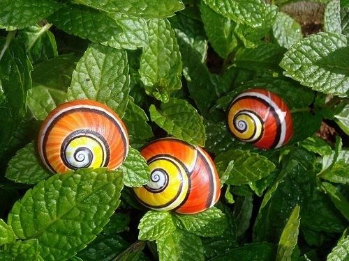 Polymita Painted snail Polymita picta Art Kaleidoscope