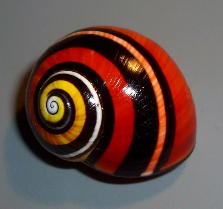 Polymita 1000 images about Polymita Picta Snails amp Liguus Virgineus Snail on