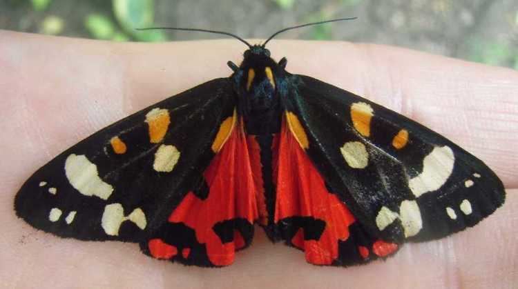 Polymorphism in Lepidoptera