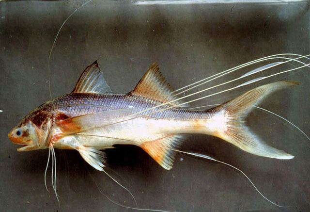 Polynemus Fish Identification