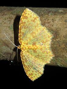 Polynesia (moth) httpsuploadwikimediaorgwikipediacommonsthu