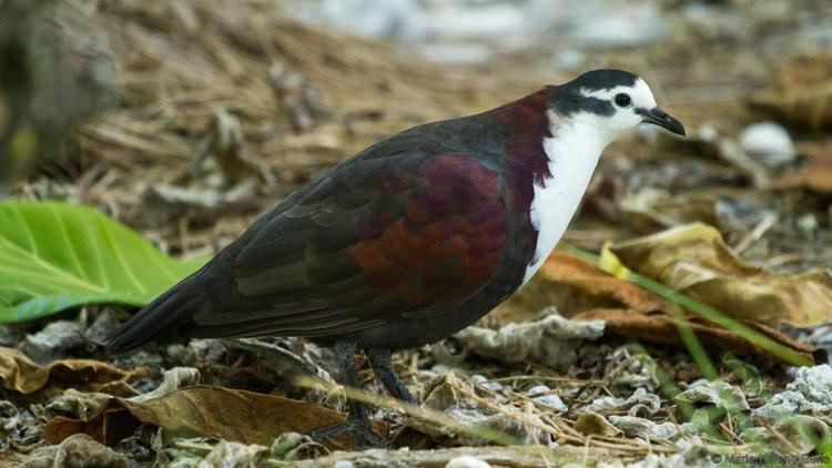 Polynesian ground dove BBC Earth Tropical islands restored to save rare bird