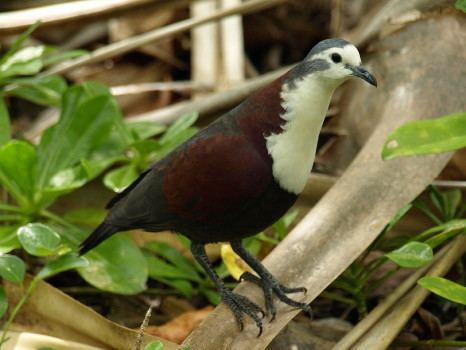 Polynesian ground dove Surfbirds Online Photo Gallery Search Results