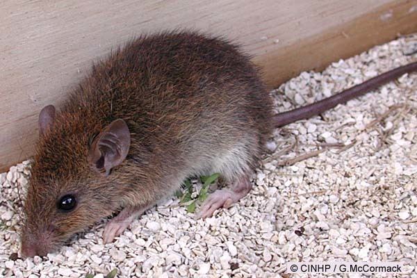 Polynesian rat Cook Islands Biodiversity Rattus exulans Pacific Rat