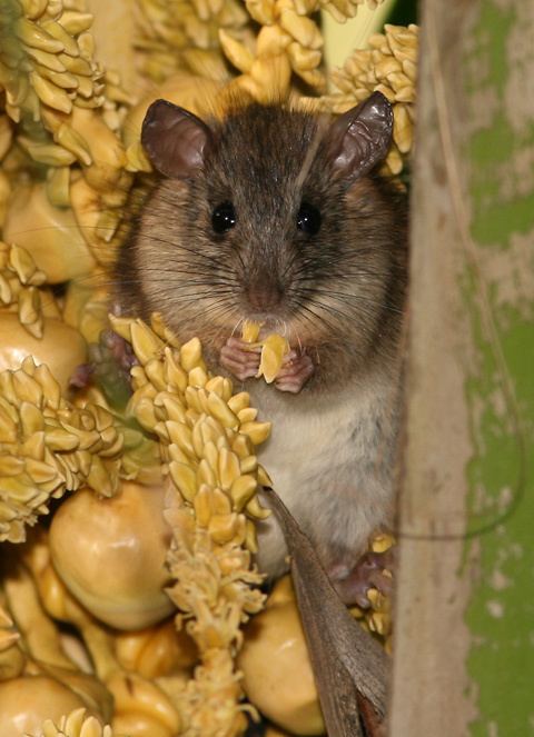 Polynesian rat Polynesian Rat Rattus exulans The Firefly Forest