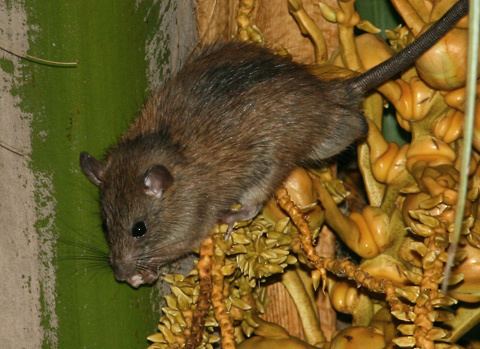 Polynesian rat Polynesian Rat Rattus exulans The Firefly Forest