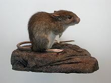 Polynesian rat httpsuploadwikimediaorgwikipediacommonsthu
