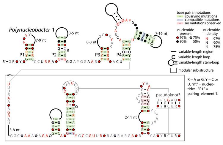 Polynucleobacter-1 RNA motif