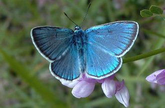 Polyommatus Moths and Butterflies of Europe and North Africa