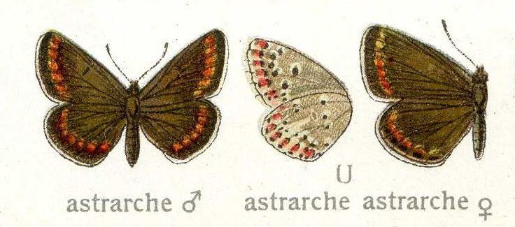 Polyommatus astrarche