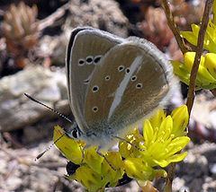 Polyommatus damon httpsuploadwikimediaorgwikipediacommonsthu