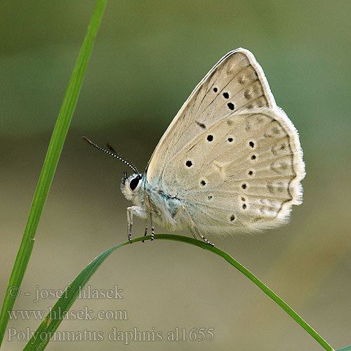 Polyommatus daphnis daphnis Meleageria Meleager39s Blue Azur l39orobe