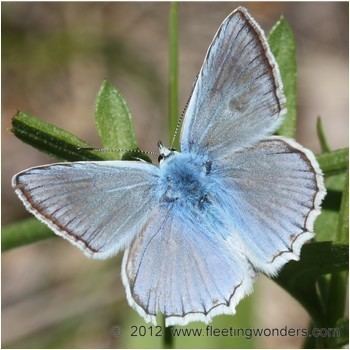 Polyommatus daphnis meleageriadaphnisMeleagers39sBlue