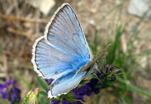 Polyommatus daphnis Meleager39s blue Blue Polyommatus daphnis