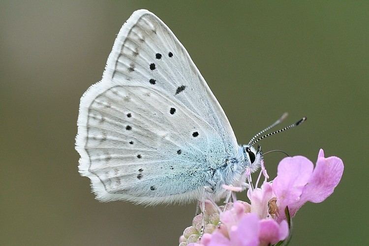 Polyommatus daphnis Bestimmungshilfe des Lepiforums Polyommatus Daphnis