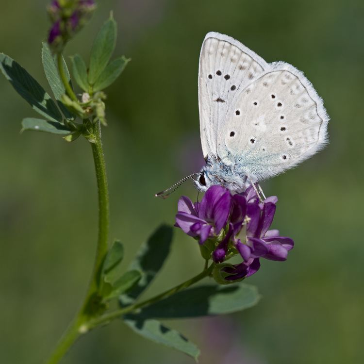 Polyommatus daphnis FilePolyommatus daphnis Malejpg Wikimedia Commons