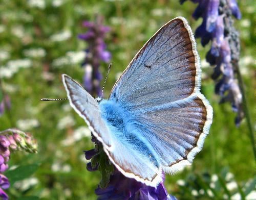 Polyommatus daphnis Meleager39s blue Blue Polyommatus daphnis