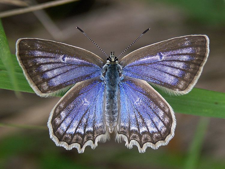 Polyommatus daphnis wwwbiolibczIMGGAL43064jpg