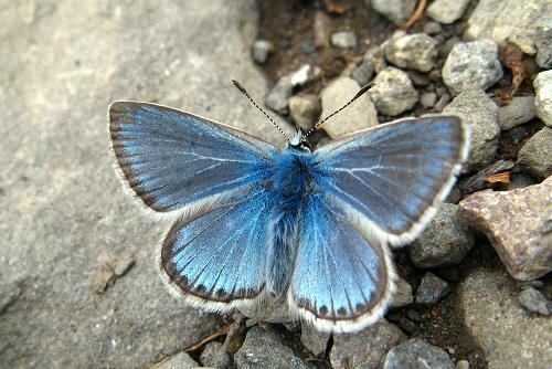 Polyommatus eros Eros Blue Polyommatus eros