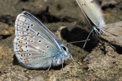 Polyommatus eros Polyommatus eros on euroButterflies by Matt Rowlings