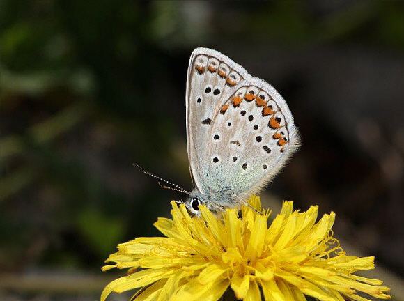 Polyommatus eros Butterflies of temperate Asia Polyommatus eros