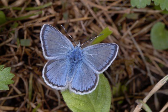 Polyommatus eros European Lepidoptera and their ecology Polyommatus eros