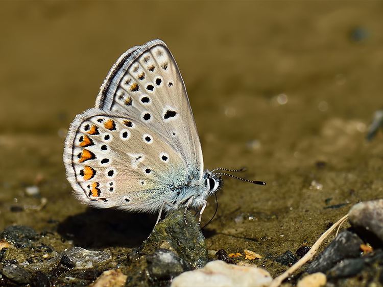 Polyommatus eros TrekNature Polyommatus eros Photo