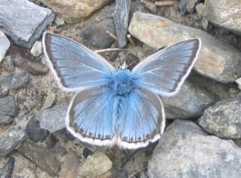 Polyommatus eros Eros Blue Polyommatus eros