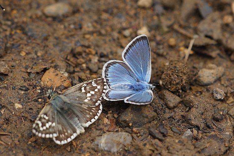 Polyommatus eros wwwbutterfliesoffrancecomimagesLycaenidae20