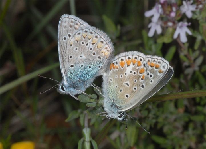 Polyommatus thersites European Lepidoptera and their ecology Polyommatus thersites