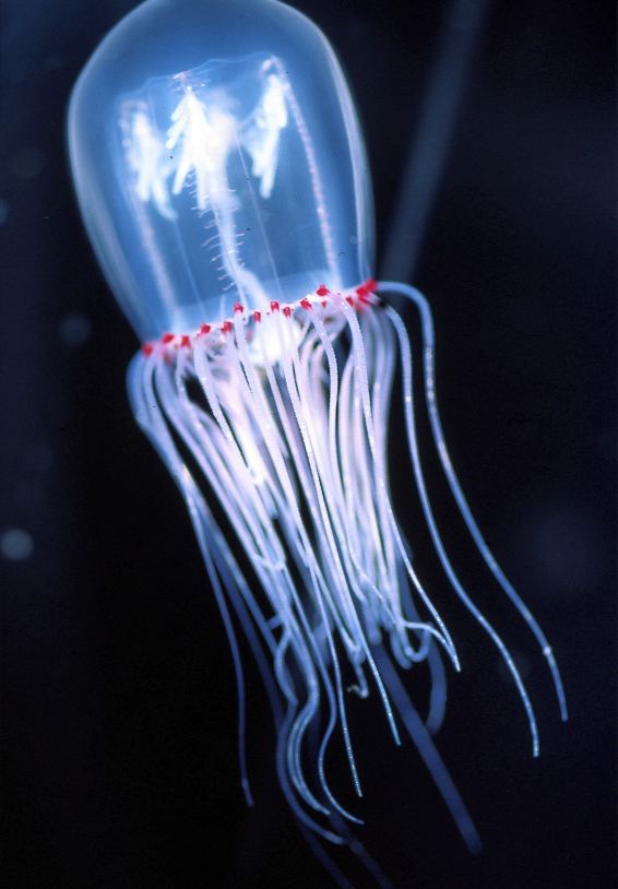 Polyorchis CalPhotos Polyorchis penicillatus Bell Medusa