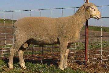 Polypay Sheep 101 Sheep Breeds OP