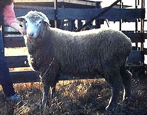 Polypay Breeds of Livestock Polypay Sheep Breeds of Livestock