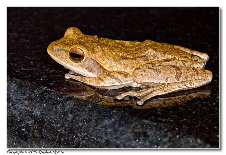 Polypedates maculatus The Common Indian Tree Frog Krishna Mohan Photography