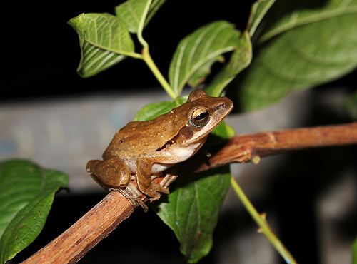 Polypedates maculatus Chunam Tree Frog Polypedates maculatus iNaturalistorg