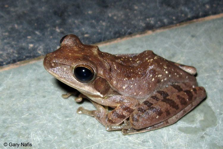 Polypedates maculatus Common Tree Frog Polypedates maculatus