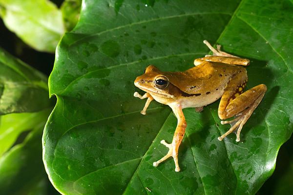 Polypedates maculatus Photo essay India39s Western Ghats is a haven for endemic amphibians