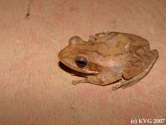 Polypedates maculatus CalPhotos Polypedates maculatus Common Treefrog