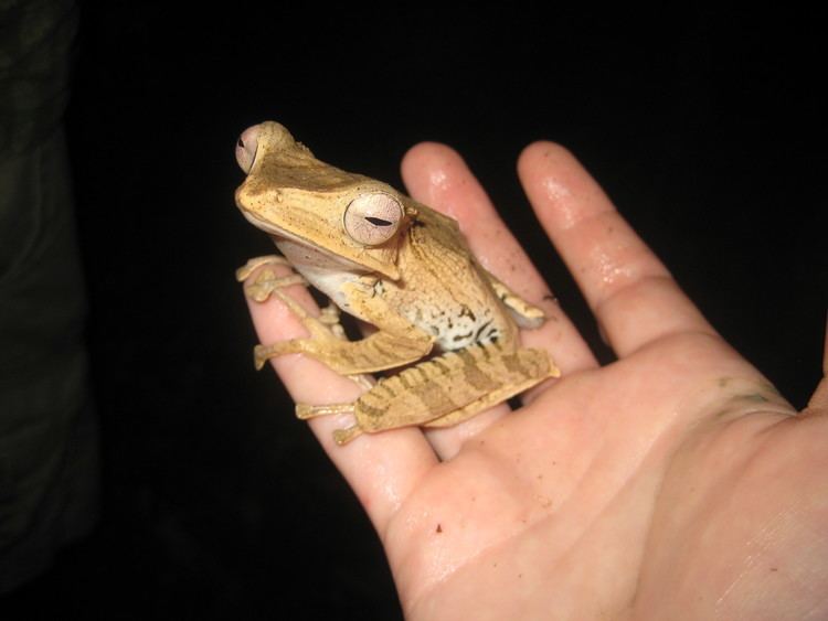 Polypedates otilophus Borneo Frog Paradise Claire Keely39s Research