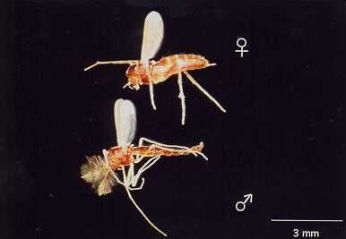 Polypedilum vanderplanki African Midge39s Ability to Survive Extreme Conditions May Provide