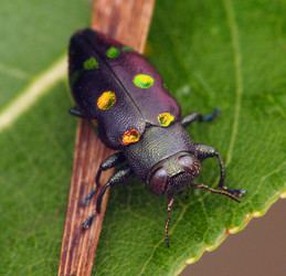 Polyphaga Polyphaga