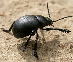 Polyphaga Polyphaga Wikipedia