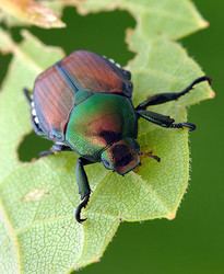 Polyphaga tolweborgtreeToLimagespopillia4250ajpg