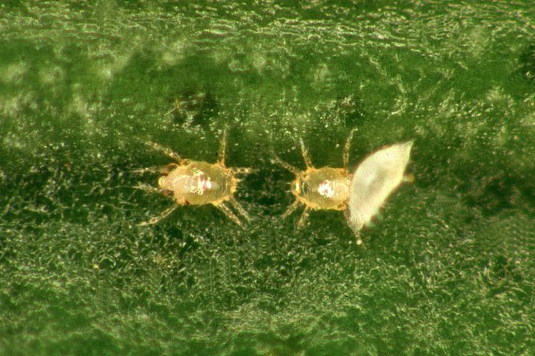 Polyphagotarsonemus latus Mites in citrus Department of Agriculture and Food