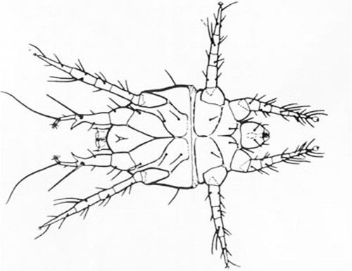 Polyphagotarsonemus latus broad mite Polyphagotarsonemus latus Banks