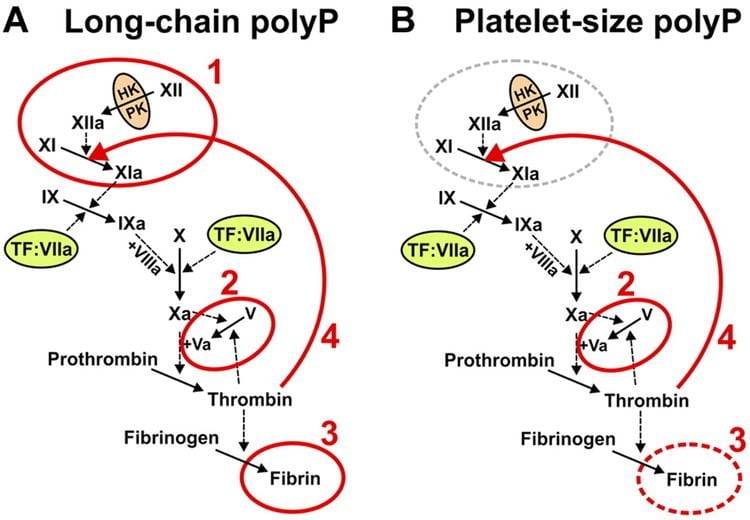 Polyphosphate Polyphosphate an ancient molecule that links platelets coagulation