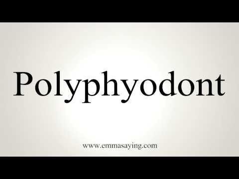 Polyphyodont WN polyphyodont