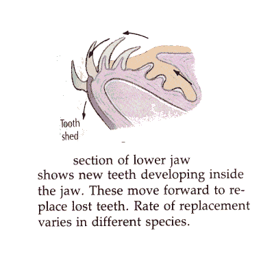 Polyphyodont A fun and easy way to remember 39polyphyodont39 in Biology Memrise